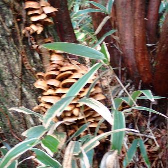 なめたけありました。