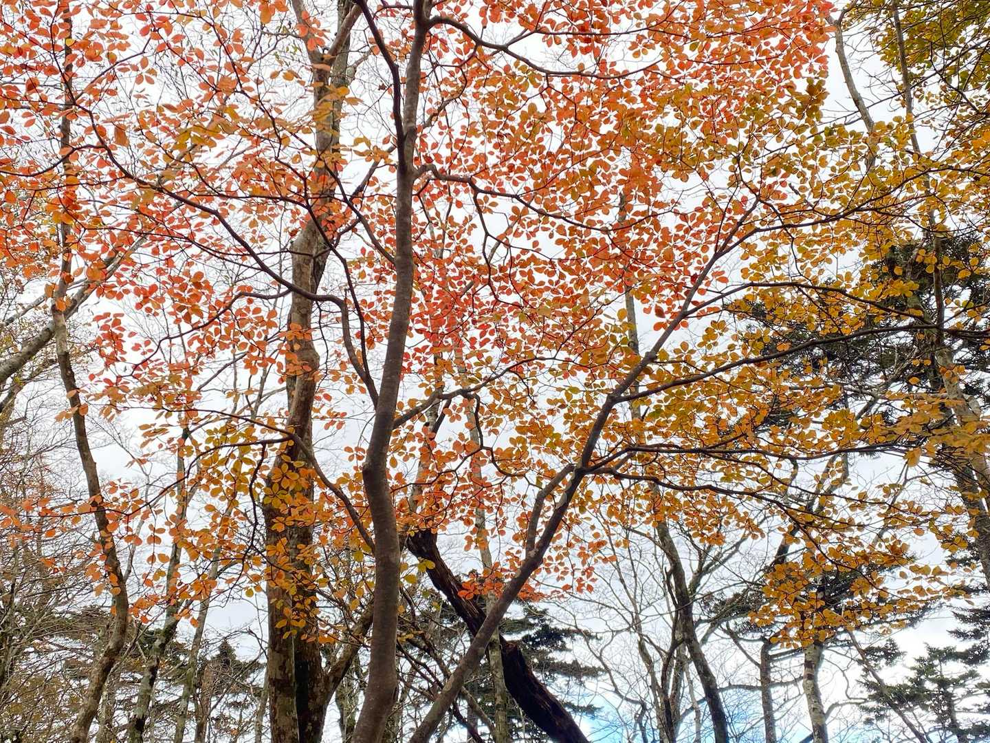 この辺りも綺麗な紅葉してますね〜❤️🧡💛