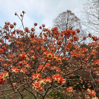 枝はしっかり三つ又やね
会えてよかった✨

嬉しい一日でした
ありがとう
お疲れさまでした🎵
