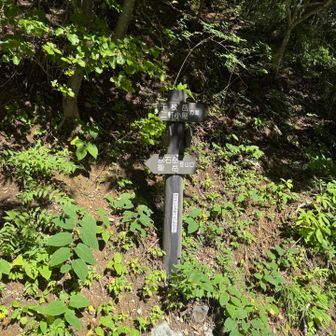 分岐まで戻ってきたー
