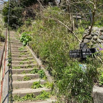 大仏ハイキングコースへ。このコース、歩く人が多かったですね🚶🚶‍♀️