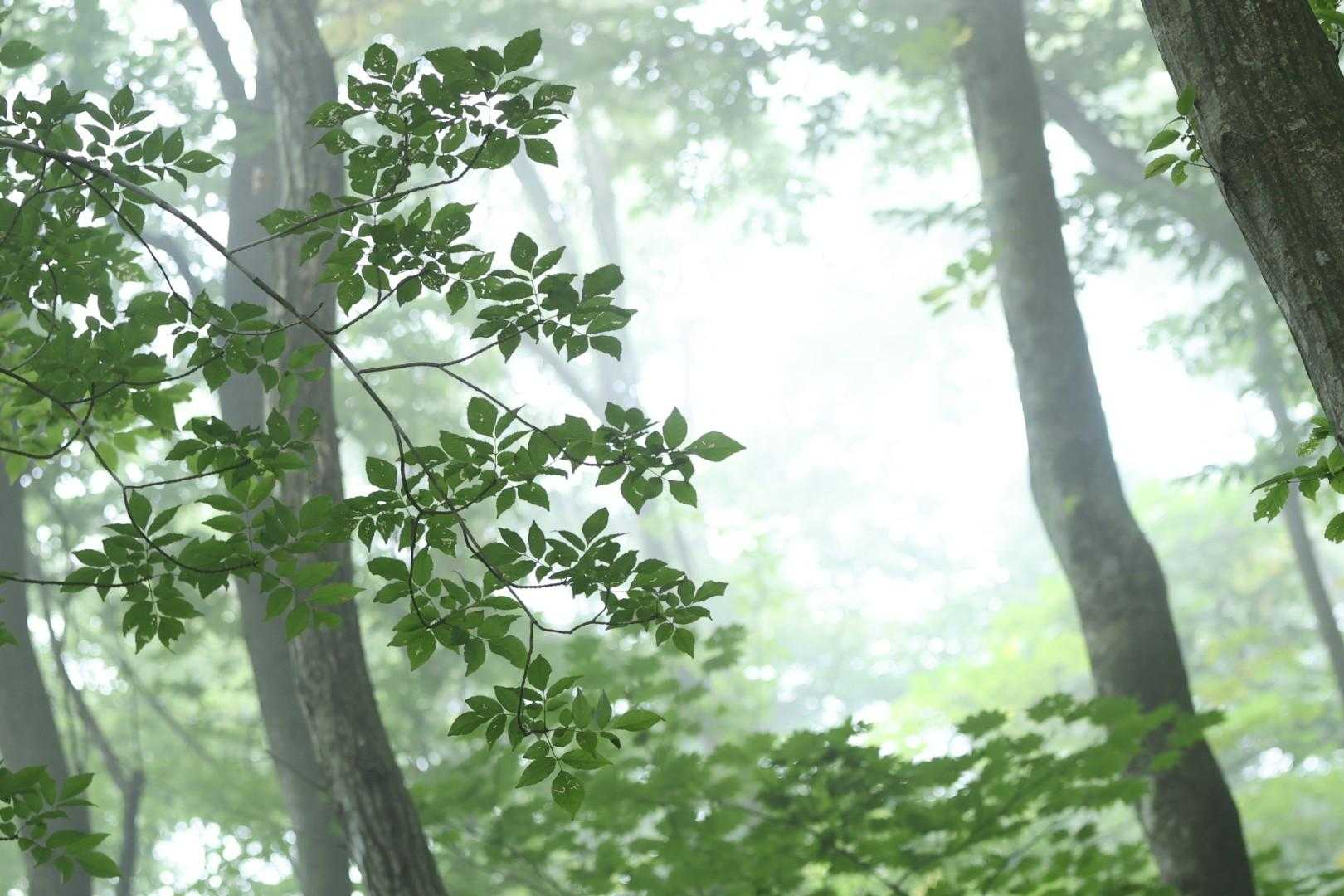 青麻山 周回コースの写真