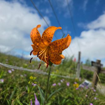 コオニユリ
オニユリとコオニユリの違いは、茎の葉の付け根に黒い「ムカゴ（珠芽）」ができるかどうか