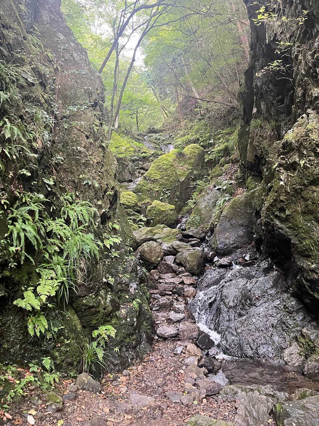貸し切りかと思いきや上流にチラッと黒いものが😱……
 

降ってきた方でした😊ホッ！