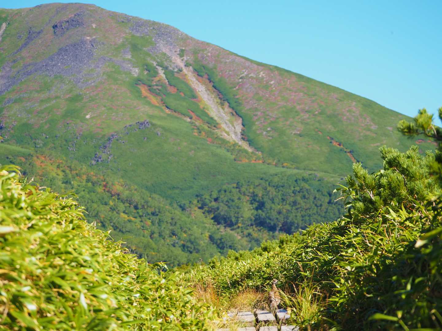 紅葉がはじまっています🍀😌🍀
木道の先に何かが歩いています❗