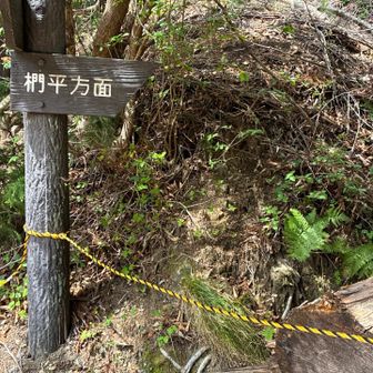 ここから午後の部▶️林道歩きで
風早山、新柵山へ！