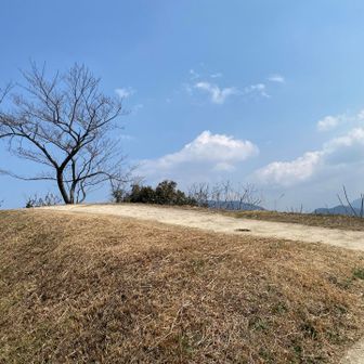 (晴々)同じ木なのに全然違う感じに撮れた😳
