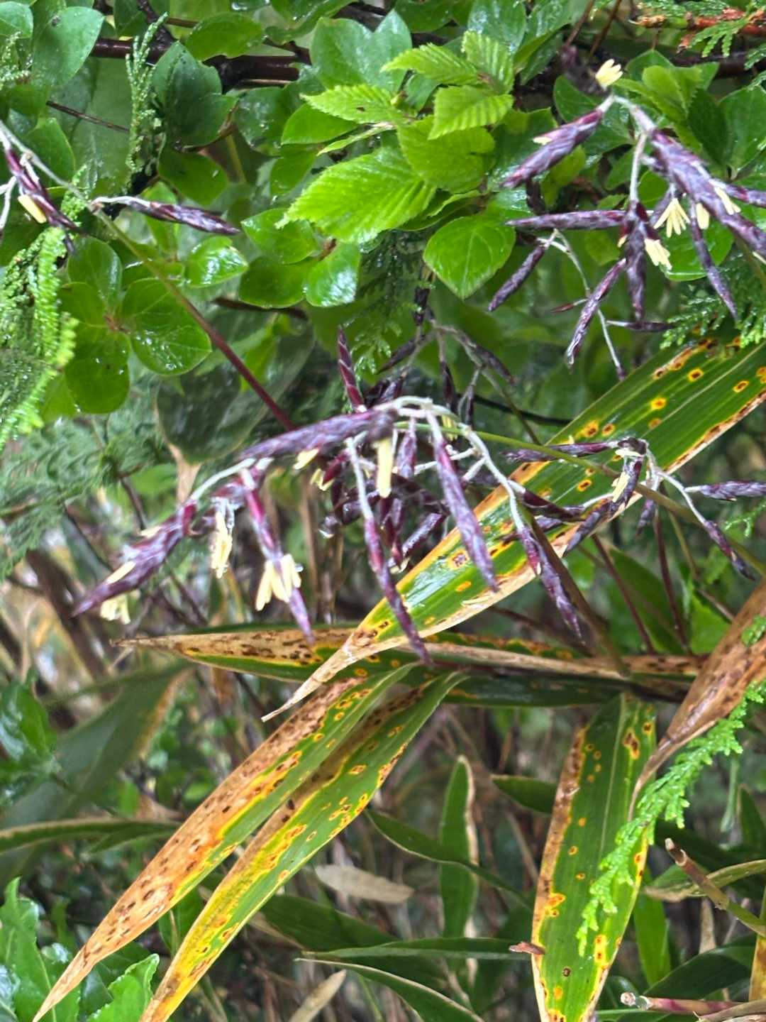 黄色の部分が笹の花だそうです（※訂正済）