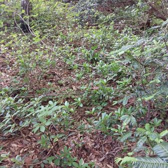 結局、松歳山まで道が不明瞭
崖を下ったり荒れた藪を通ったり…

通れそうなとこを選んで進むだけ😖
