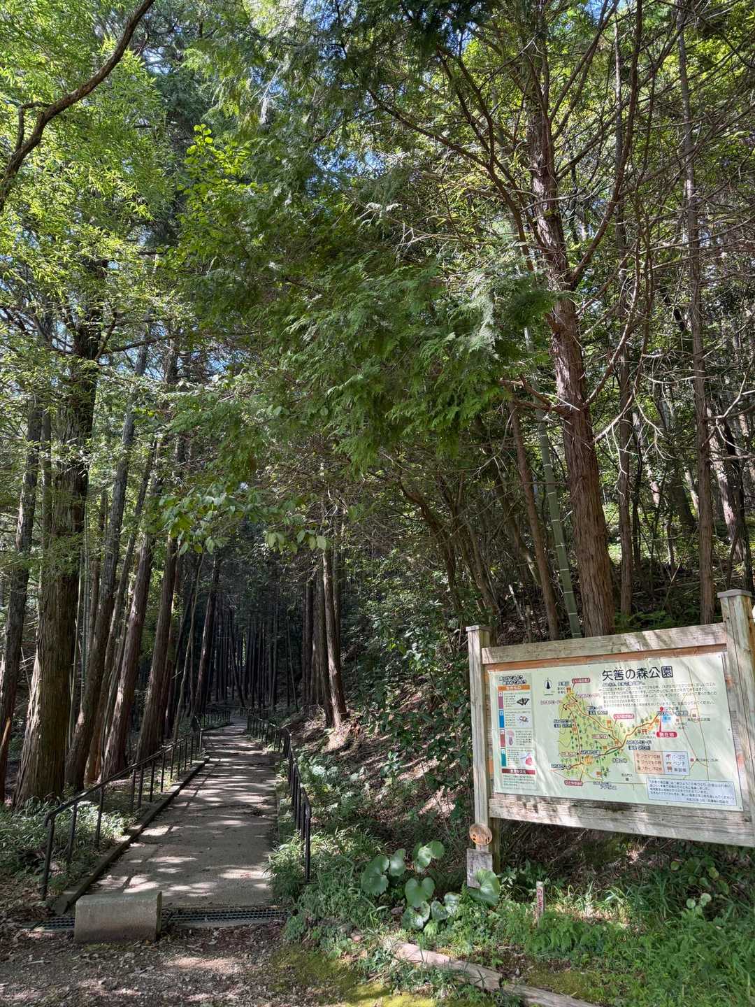綺麗な森に入って行きます