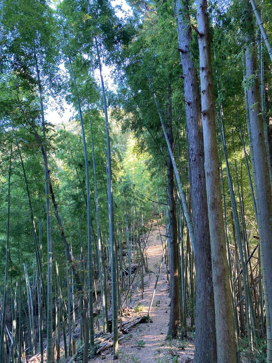 竹林抜けたらラスボスへの登り。