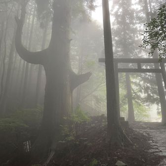 奥の院峰への取り付きにて、鳥居と天狗の杉の木の腰掛け。
厳かな雰囲気すら漂う。このような天気だったが、ここに来て良かった。
いや、次もまたこんな日に歩きに来よう。