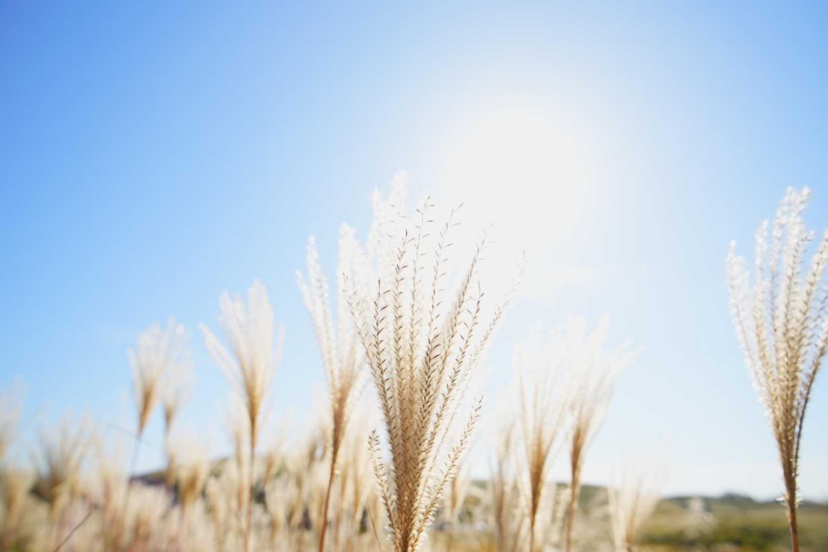 ススキ。
今日イチはコレな気がする(笑)