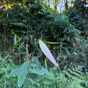 交野山のササユリ、やはり今年は不発
目立つ蕾はこれくらいでした