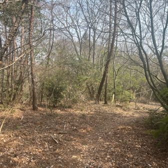 山頂プレートなかったら、きっと通り過ぎてる😬入野まで続いているようです。
ここになぜかビール缶がたくさん。。。木の枝にかけてあったりしたので、何か意味があるのか？
動物たちの酒盛りか？動物避けだったらいけないので、とりあえずあまり動かしませんでした。すいません。