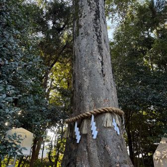 御神木のけやき