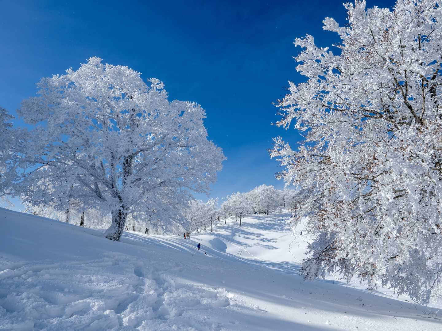 雪深いのも嬉しい