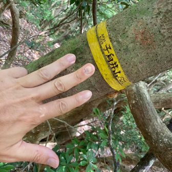 子向井山登頂です