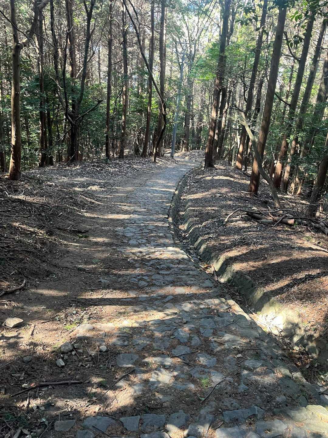 階段歩きやすい🥺
