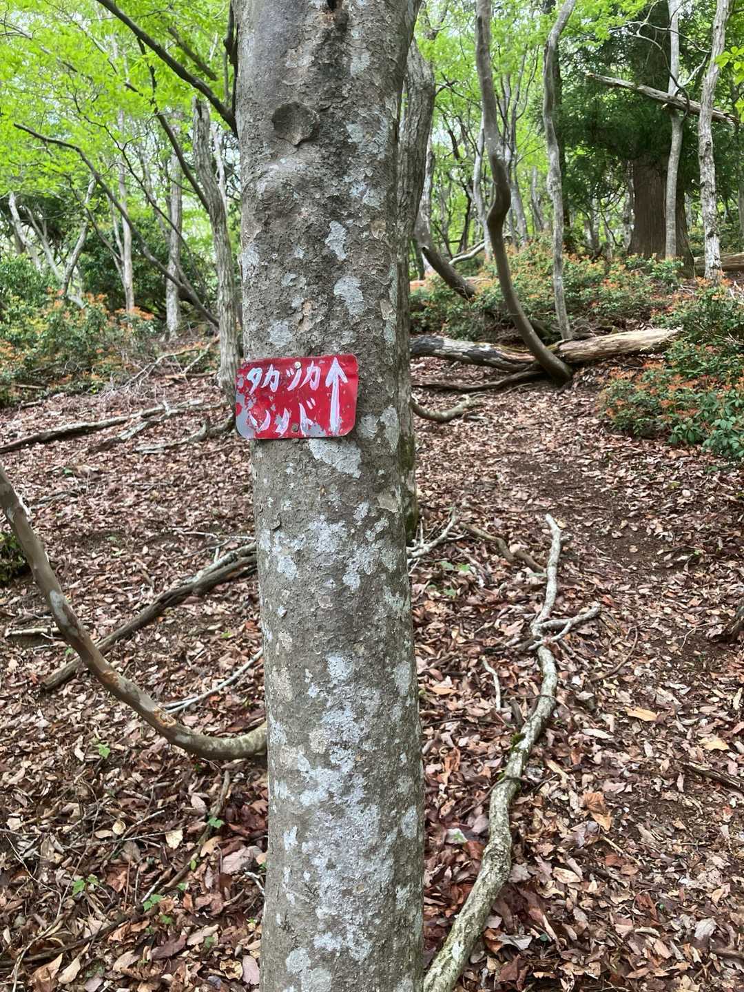 また高塚山、ソノドの案内が有り助かりました。