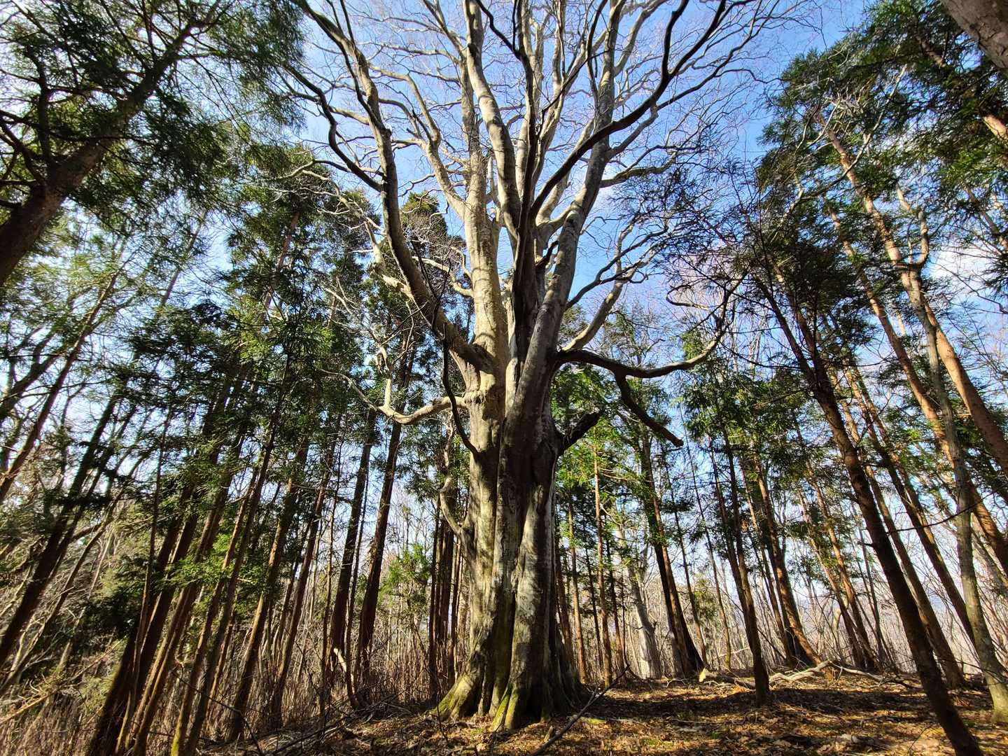 お気に入りの大きな木🌲
存在感ハンパない😍