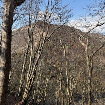 次の黒峰が見えてきた。黒の要素がない。西半分は伐採されているし。