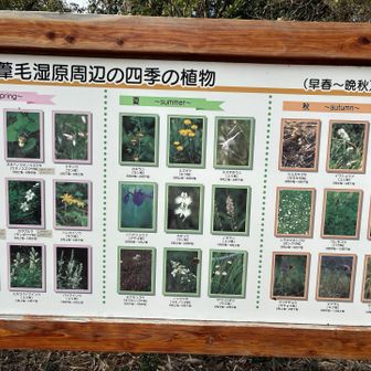 夏はサギソウも見れるんですね〜✨
見てみたい！！