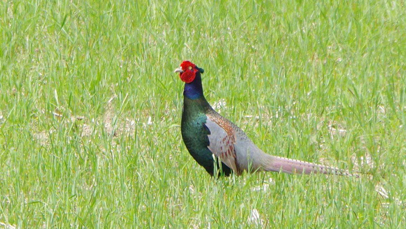 後ろで独特の鳴き声がしたので振り返ると…