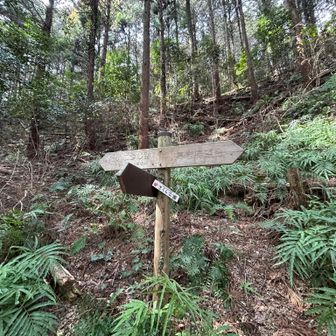 さくら公園にも行きたいんだけど看板妙な方向。ミツマタから先に行くことにすふ