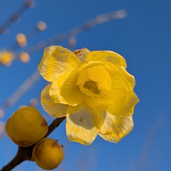 つぼみも可愛いね💛