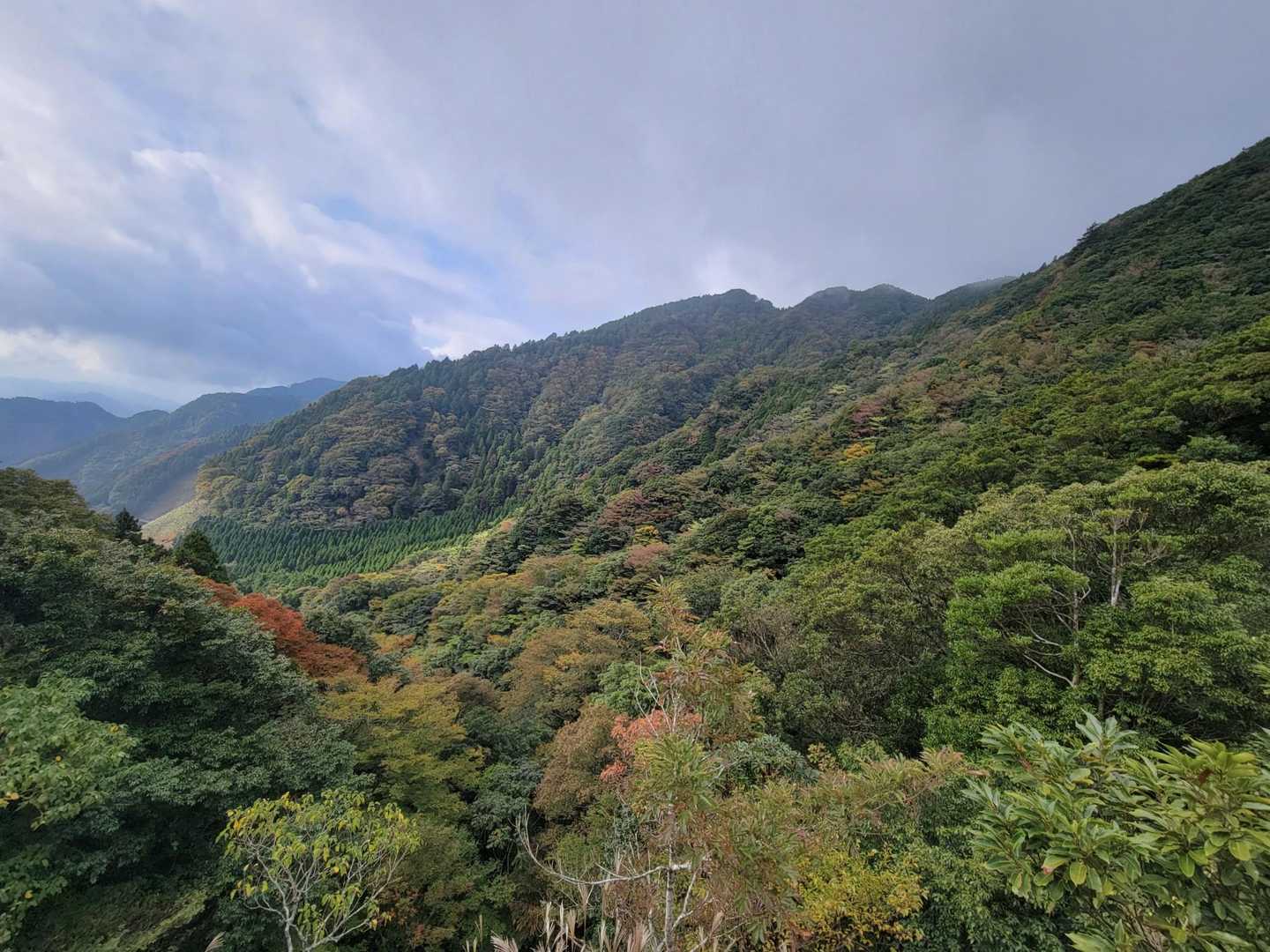 紅葉🍁ちらり
