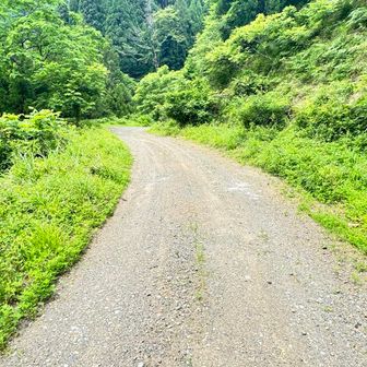 ここからはずっと林道