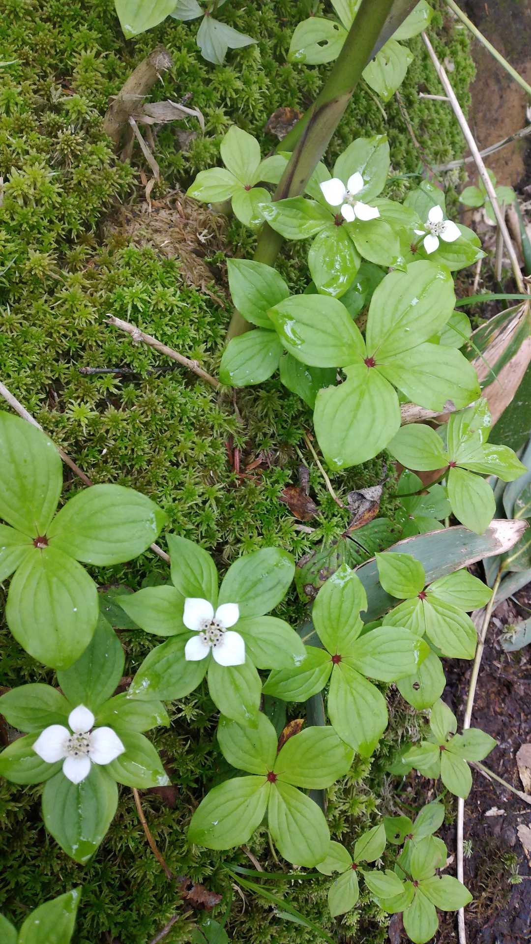 鉢山の写真