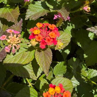 ランタナ（🟥）