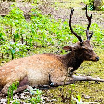 宮島にも神様の化身が沢山います