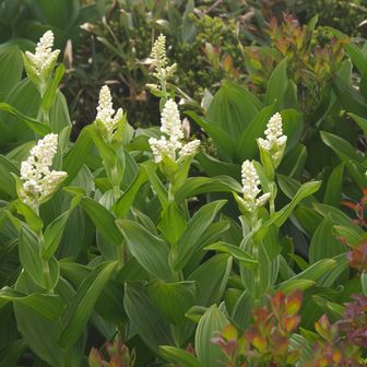 吾妻山上部のコバイケイソウはこれからが見頃。
まだ蕾のものばかり