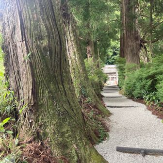 高天彦（たかまひこ）神社参道は胸高径1.7ｍくらいの立派な高木が並ぶ。ただ、玉砂利は花崗岩の砕石だが・・・