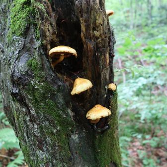 雨上がりでキノコも元気ですね🍄