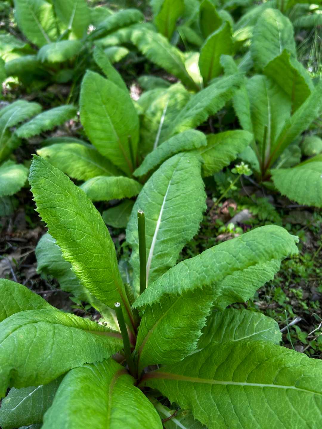 鹿に食べられたらしい残念なクリンソウ💦
何株もこんな姿になっていて、今年は咲きません😢