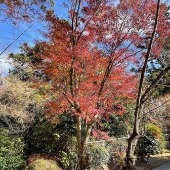 明日にも落葉か