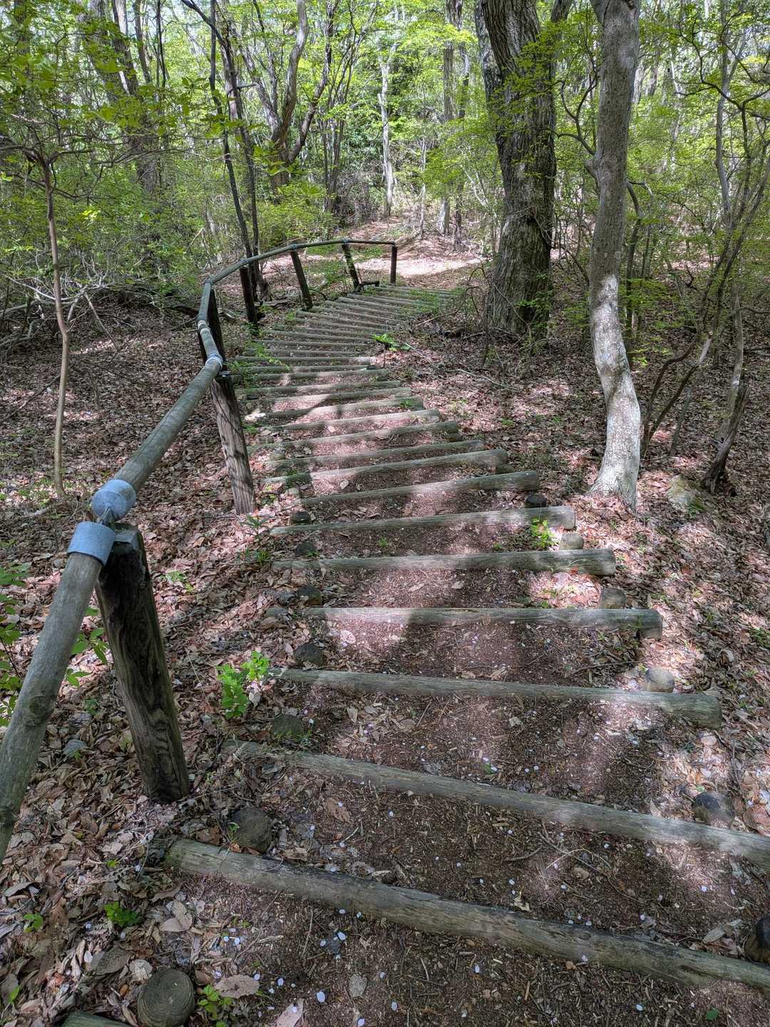 きのこ山 往復コースの写真