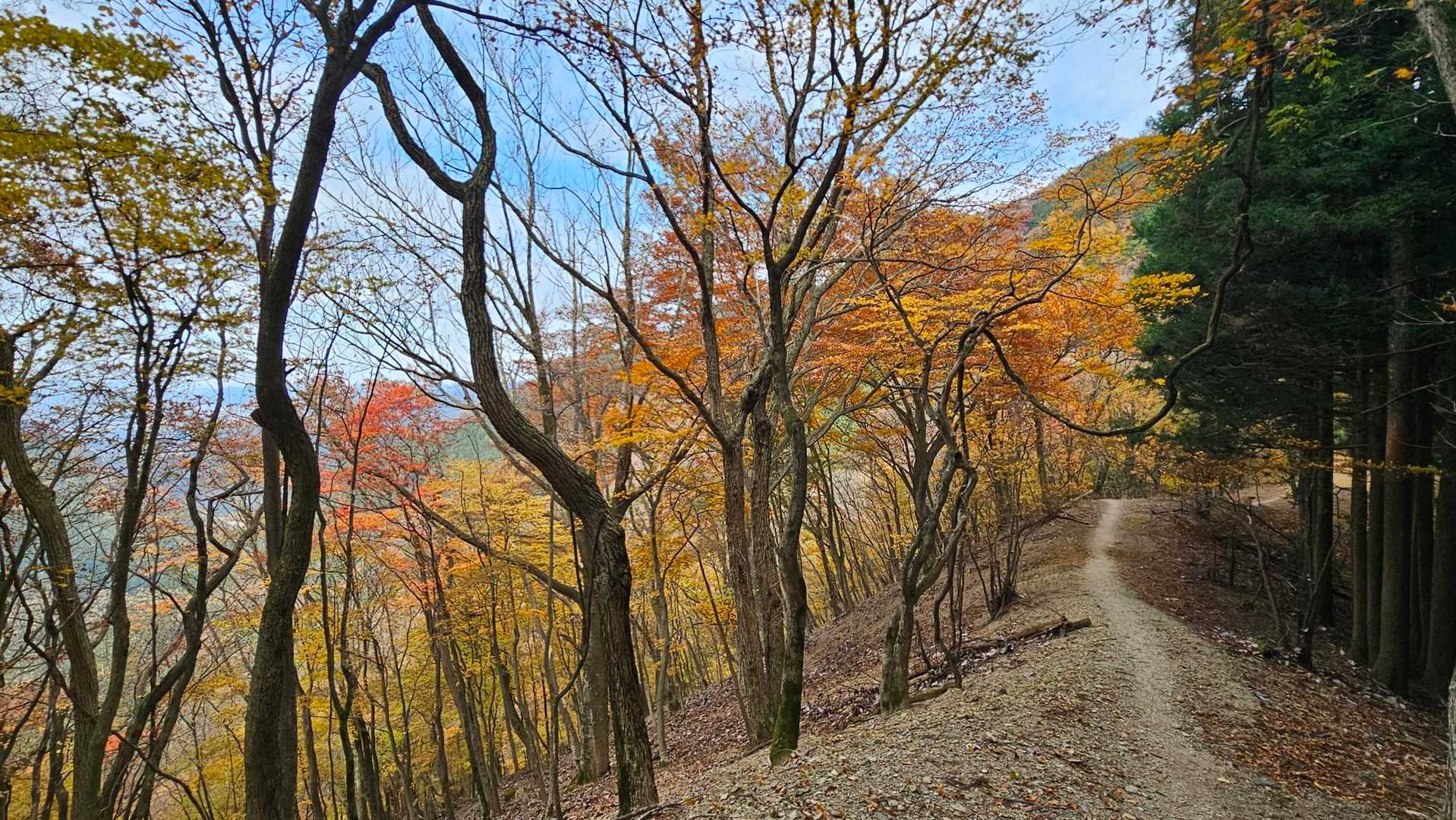 武甲山御嶽神社 一ノ鳥居-妻坂峠-横倉山-ウノタワ 往復コースの写真
