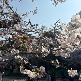 上野公園は7分咲きもありました
まだしばらくは楽しめそうです