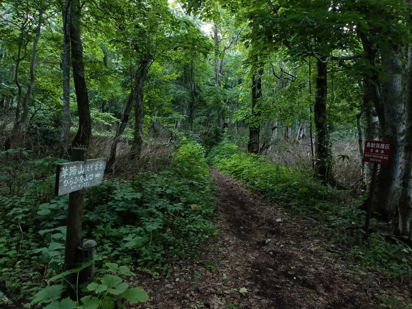 ヒグマにビビりながらGO
※羊蹄山でヒグマが出る可能性はがかなり低いらしいです。熊鈴つけてない方もたくさんいました