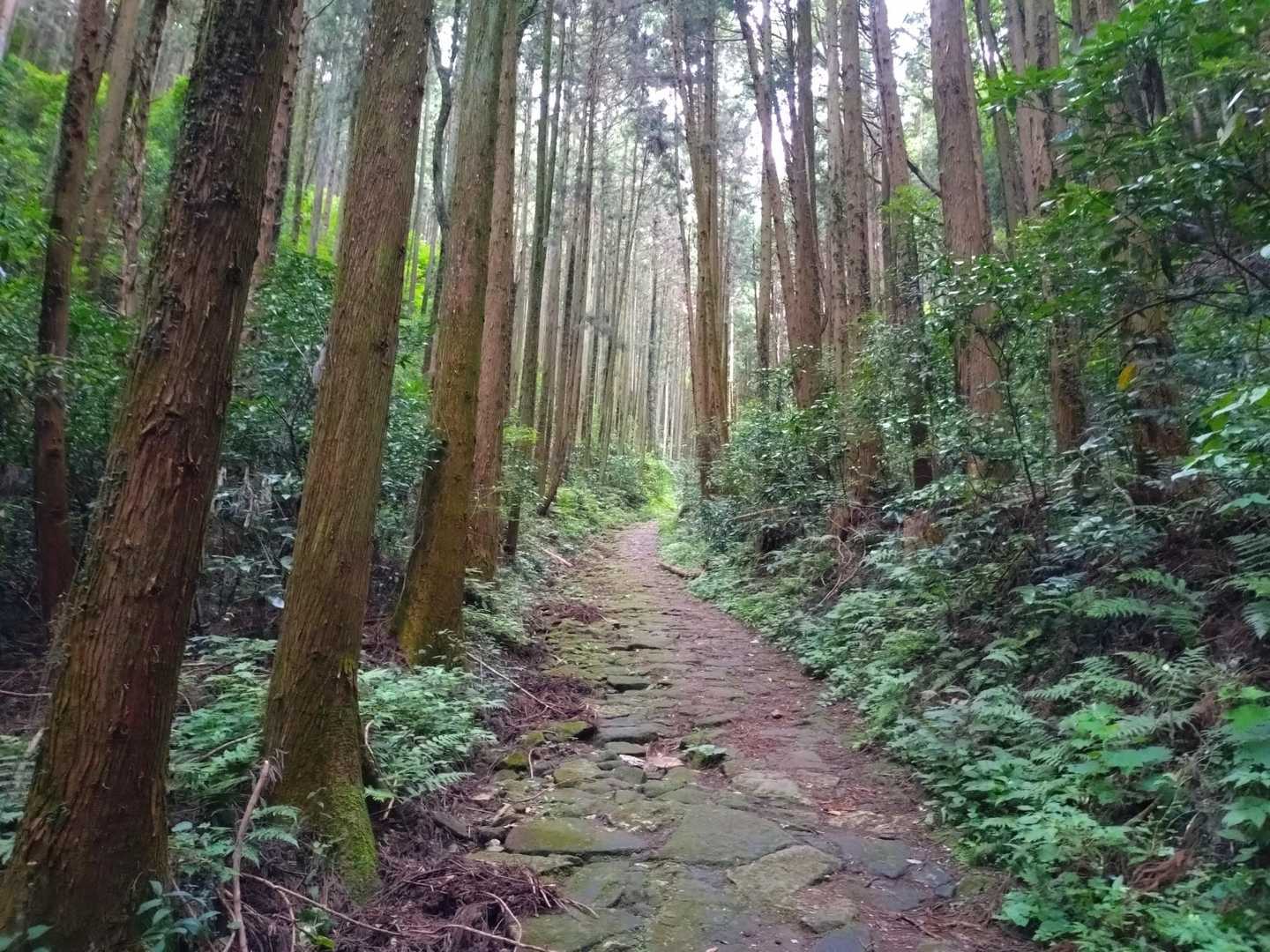 羽黒山神社-羽黒山 周回コースの写真