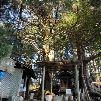 立派な杉の木🌲