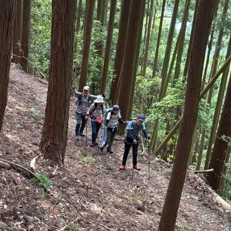 杉木立の林道を歩きます