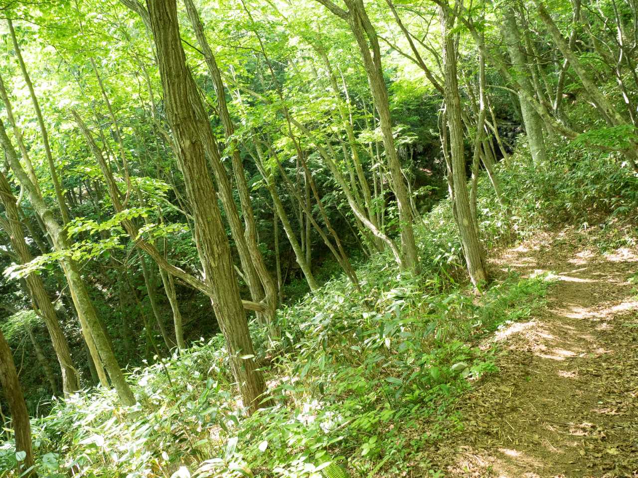 鞍部から県民の森へ下っていく。