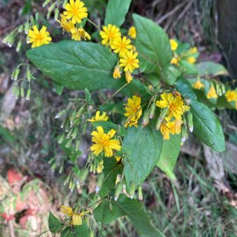 やっと花を見る余裕ができてきた