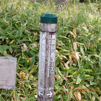 登山口。表っていうからもっと眺望があるのかと。